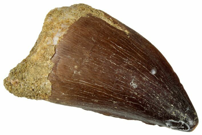 Fossil Mosasaur (Prognathodon) Tooth - Morocco #322653
